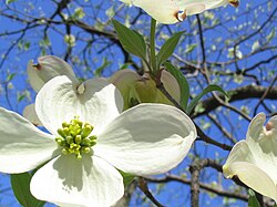 Cornus florida in spring