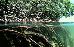 Mangroves are one of the coasts natural defense systems against storm surges and flooding. Their high biomass both above and below the water can help dissipate wave energy.