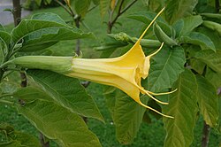 Campanulate corolla of Brugmansia aurea, emerging from tubular calyx and bearing long points