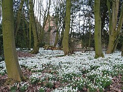 Galanthus are ethelochoric.