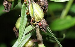 Hoverfly depositing egg on Epipactis helleborine which has ants farming aphids
