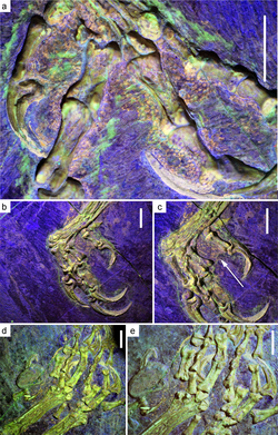 Feet under laser fluorescence, showing scales and foot-pads