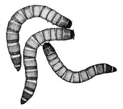 Mealworms, larvae of Tenebrio molitor, illustrated by Des Helmore