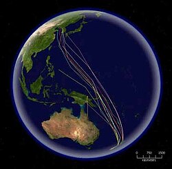 The routes of satellite tagged bar-tailed godwits migrating north from New Zealand. This species has the longest known non-stop migration of any species, up to 10,200 km (5,500 nmi).