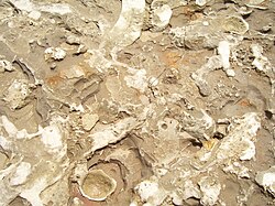 Ophiomorpha and Thalassinoides trace fossils produced by crustaceans found at Camacho formation from the Late Miocene in Colonia Department, Uruguay