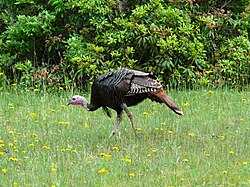 A male eastern wild turkey