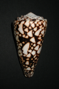 The marbled cone was named Conus marmoreus in 1758.