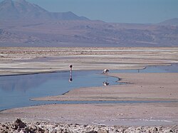 Andean flamingos in Salar de Atacama