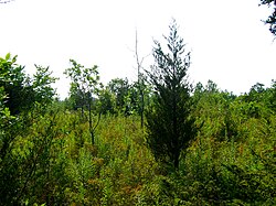 Shrubland in Prince Edward County, Ontario.