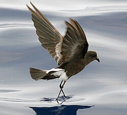 Wilson's storm-petrel