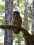 California spotted owl (Strix occdentalis)