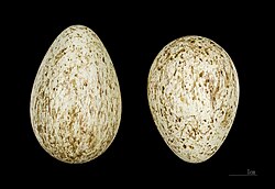 Eggs of Corvus corax