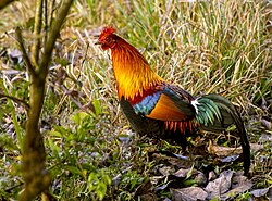 Red junglefowl (Gallus gallus)