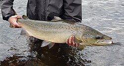 In Québec, showing the kype characteristic of breeding males
