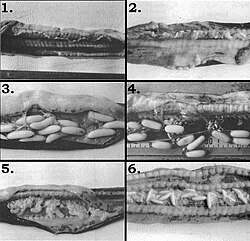 Egg development in a female black hagfish, Eptatretus deani