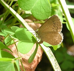 South Indian race laying eggs on Oxalis
