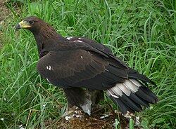 Subadult, showing white in tail and dark neck