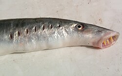 The European river lamprey was named Petromyzon fluviatilis and Petromyzon branchialis in 1758.