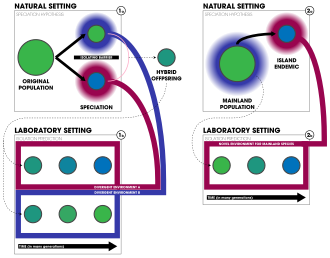 Two types of experimental tests of ecological speciation caused by divergent environments. Experiment 1: a speciation event predicted to have occurred due to an ecologically-based divergent factor giving rise to two new species (1a). The experiment produces viable and fertile hybrid offspring and places them in isolated settings that match their parental environments (1b). The experiment predicts that, "reproductive isolation should then evolve in correlation with environment, building [increasing] between populations in different environments and being absent between laboratory and natural populations from similar environments."[4] Experiment 2: a peripatric speciation event between a mainland species and an isolated endemic population occurs (2a). A laboratory setting replicates the mainland environmental conditions thought to have driven speciation and a mainland population is placed within it. The experiment predicts that the transplant will show evidence of isolation that matches that of the island endemic (2b).[4]
