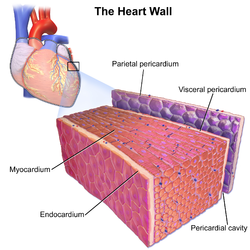 Illustration depicting the layers of the heart wall including the innermost endocardium