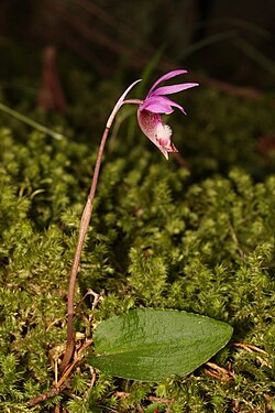 The Calypso orchid grows in the shade of boreal forests.