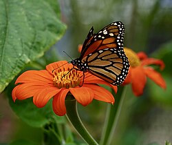 Nectaring on Mexican sunflower (Tithonia rotundifolia) (August 2019)