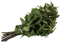 The Mentha × piperita hybrid known as "chocolate mint"