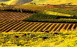 Israeli farms in the Golan Heights