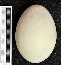 Egg in the collection of Museum Wiesbaden
