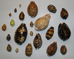 Cowrie shells were used as money in the slave trade.