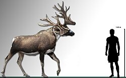 Life restoration of Stag-moose
