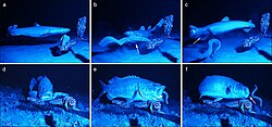 An Atlantic hagfish (Myxine glutinosa) using its slime to get away from a kitefin shark (Dalatias licha) and an Atlantic wreckfish (Polyprion americanus)