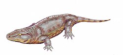 Seymouria, a terrestrial seymouriamorph