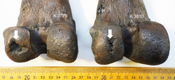 Large subchondral defects in S. fatalis limb-joints (arrows)