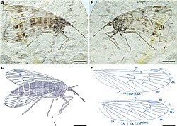 Lichnomesopsyche daohugouensis, an extinct mesopsychid scorpionfly from the Late Jurassic of China