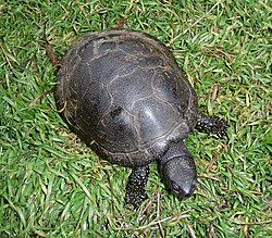 The European pond turtle was named Testudo orbicularis and Testudo lutaria in 1758.
