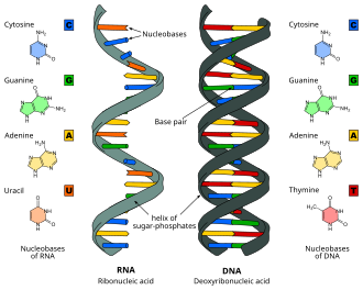 Nucleic acids RNA (left) and DNA (right).