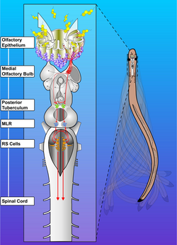 Stimulation of the olfactory sensory neurons in the periphery activates neurons in the olfactory bulb of a sea lamprey[84]