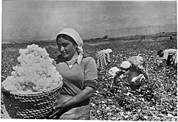 Women harvesting cotton in Soviet Armenia in the 1930s