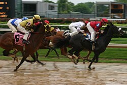 Horse racing is a very popular sporting event involving animals.