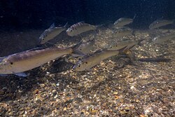 School of alewife