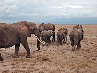 African elephants form the genus Loxodonta, a widely accepted taxon.
