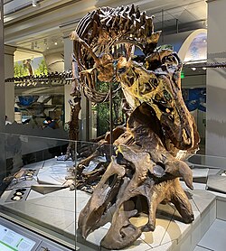 Tyrannosaurus rex in the Deep Time exhibit, depicted preying on Triceratops
