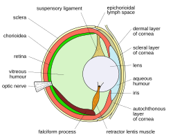 Bony fish eye. Note the more spherical lens than in land based animals and a retractor lentis muscle to pull the lens backward.