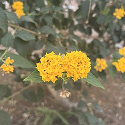 Lantana