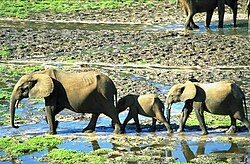A family of African forest elephants in the Dzanga-Sangha Special Reserve wetlands. This species is considered to be critically endangered.