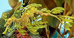 The leafy sea dragon sways like seaweeds to reinforce its camouflage.