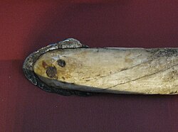 Iron harpoon head from Greenland. The iron edge covers a narwhal tusk harpoon using meteorite iron from the Cape York meteorite, one of the largest iron meteorites known.