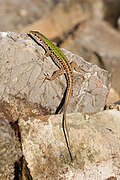 Italian wall lizard (Podarcis siculus)