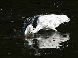 Spearing a fish